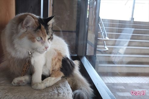 和歌山電鐵貴志川線たま電車