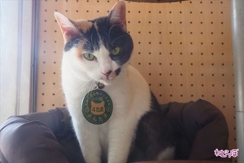 和歌山電鐵貴志川線たま電車