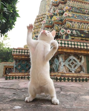 塔の前で立つ猫