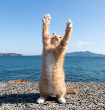 海の前で立つ子猫