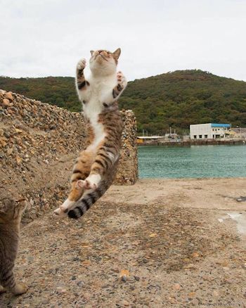 海を背景に飛ぶ子猫