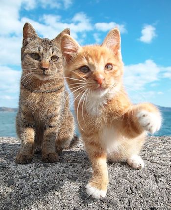 海背景の猫2匹