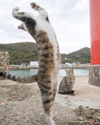 反り返って立つ猫