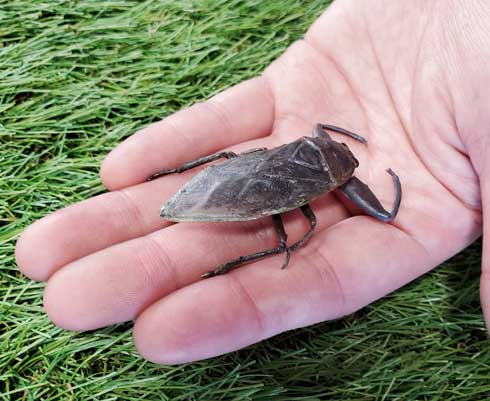 広島県 キャステム 捕獲 売買 禁止 タガメ リアル フィギュア 2020年2月10日 発売