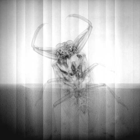 広島県 キャステム 捕獲 売買 禁止 タガメ リアル フィギュア 2020年2月10日 発売