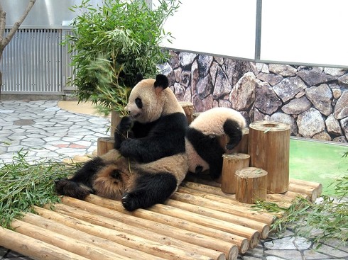 パンダ　パンダ沼