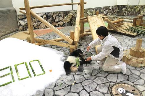 パンダ　パンダ沼