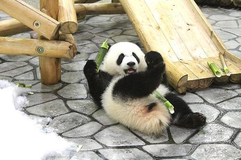 パンダ　パンダ沼