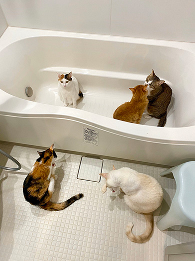 風呂猫
