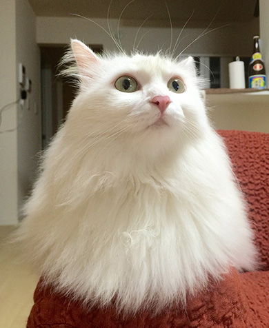 ふくてんさん