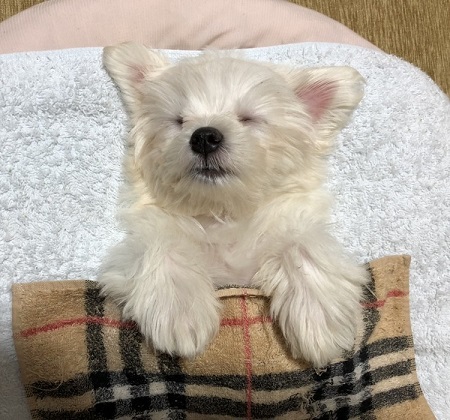 ペット手帳 ベストショット