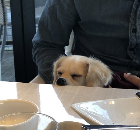 ペット手帳 ベストショット