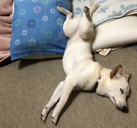 ペット手帳 ベストショット