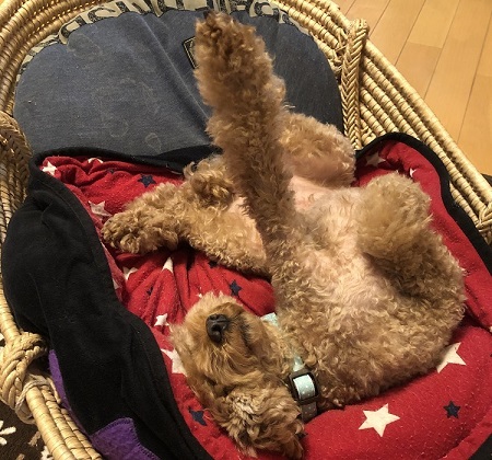 ペット手帳 ベストショット