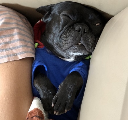 ペット手帳 ベストショット