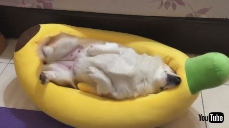 ワンコインバナナ