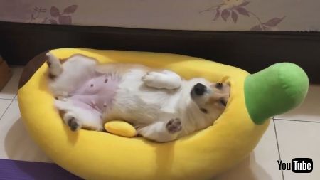 ワンコインバナナ