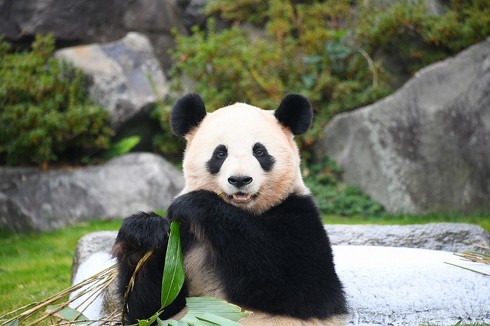 パンダ　パンダ沼