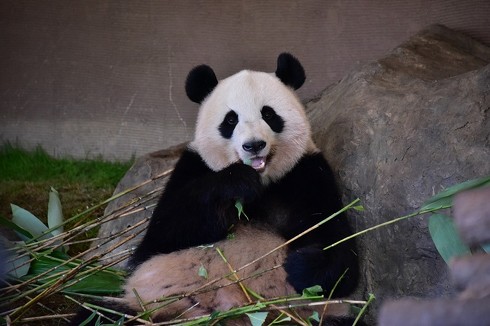 パンダ　パンダ沼