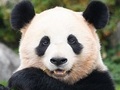 「パンダの顔の見分けはつく？」「双子パンダの見分け方」　パンダ沼の住人が語るパンダの魅力