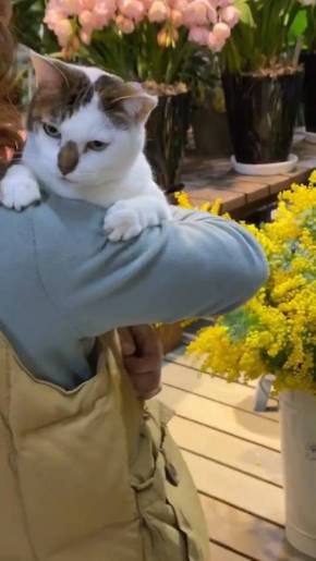 抱っこ猫