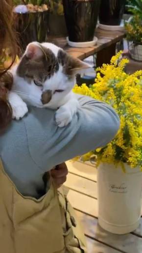 歌うネコ ちびちゃん おんぶ猫 わたなべ花壇