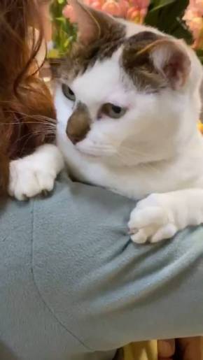 歌うネコ ちびちゃん おんぶ猫 わたなべ花壇