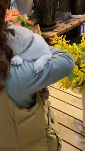 歌うネコ ちびちゃん おんぶ猫 わたなべ花壇