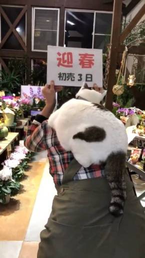 歌うネコ ちびちゃん おんぶ猫 わたなべ花壇