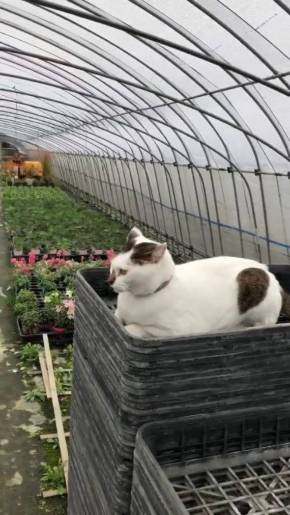 歌うネコ ちびちゃん おんぶ猫 わたなべ花壇