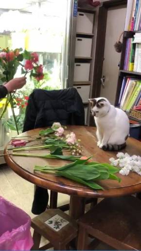 歌うネコ ちびちゃん おんぶ猫 わたなべ花壇