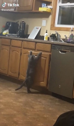 賢いイタズラ猫ちゃん