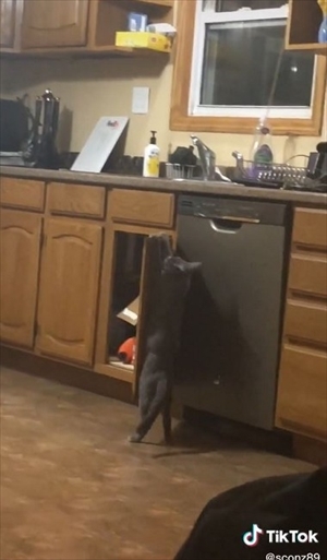 賢いイタズラ猫ちゃん