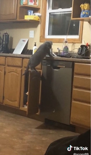 賢いイタズラ猫ちゃん