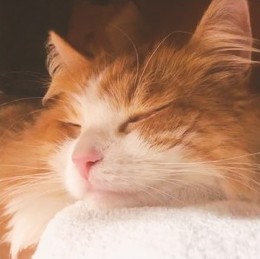 とろねこチャレンジ