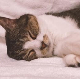 とろねこチャレンジ