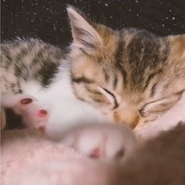 とろねこチャレンジ