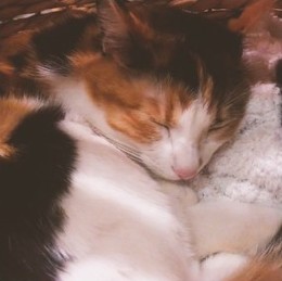 とろねこチャレンジ