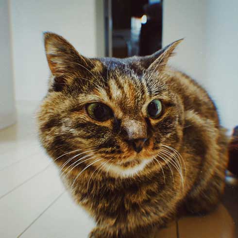 娘の落書き インスタ アメリカ人 タトゥー 猫 イラスト 虚無