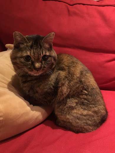 娘の落書き インスタ アメリカ人 タトゥー 猫 イラスト 虚無