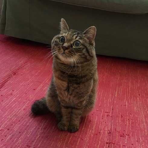 娘の落書き インスタ アメリカ人 タトゥー 猫 イラスト 虚無