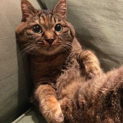 娘の落書き インスタ アメリカ人 タトゥー 猫 イラスト 虚無