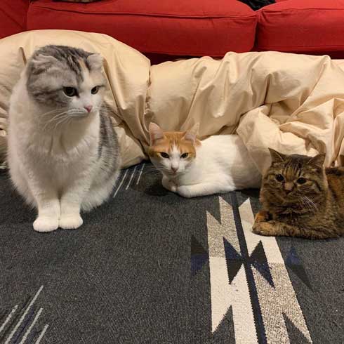 娘の落書き インスタ アメリカ人 タトゥー 猫 イラスト 虚無