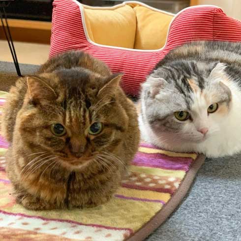 娘の落書き インスタ アメリカ人 タトゥー 猫 イラスト 虚無