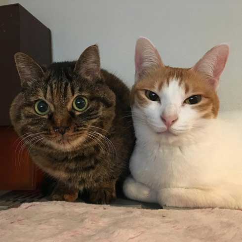 娘の落書き インスタ アメリカ人 タトゥー 猫 イラスト 虚無