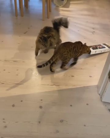 箱にゃんこ