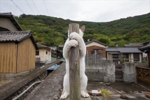 必死すぎるネコ
