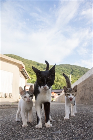 沖昌之さん猫イベント