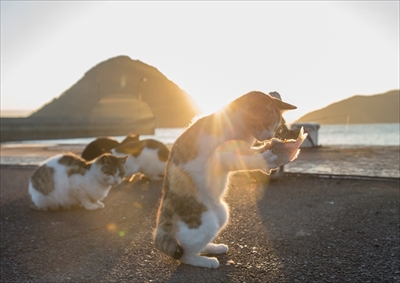 沖昌之さん猫イベント