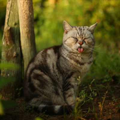沖昌之さん猫イベント